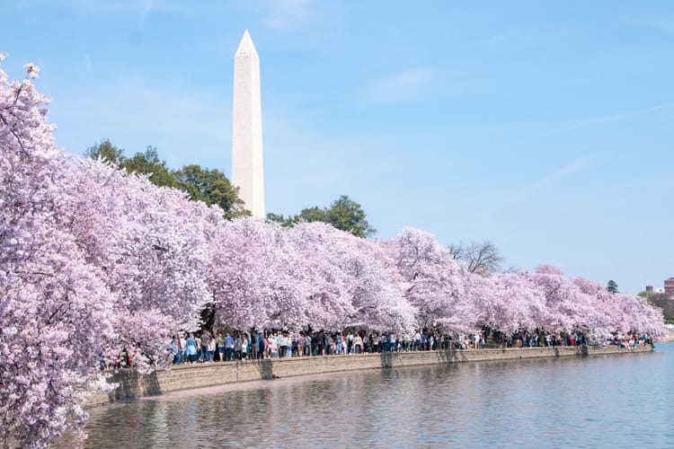Photo of cherry trees in full bloom along the banks of the Patomac River in Washington DC with the Washington monument in the background 